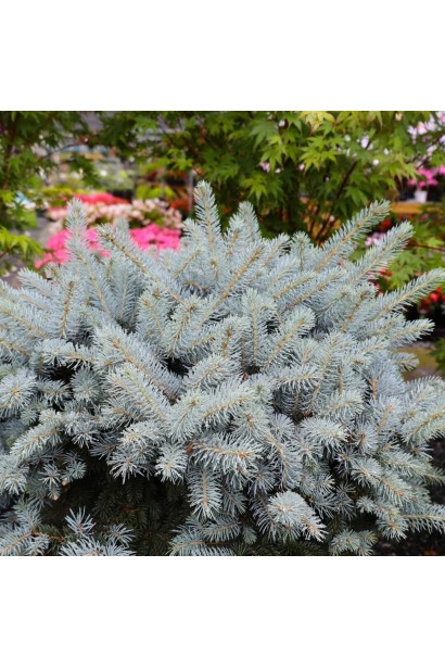 Ель Глаука Глобоза серебристо-голубая хвоя